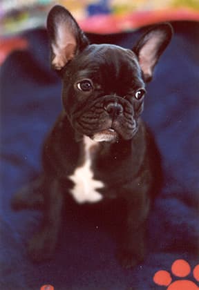 French Bulldog