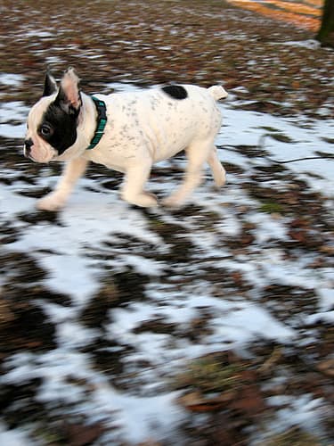 French Bulldog