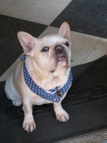 French Bulldog