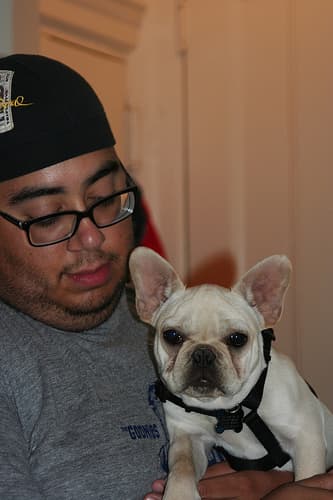 French Bulldog