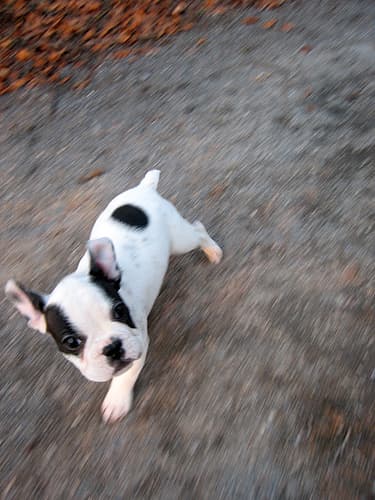 French Bulldog