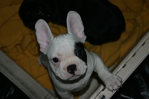 bulldog