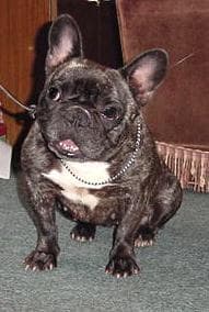French Bulldog