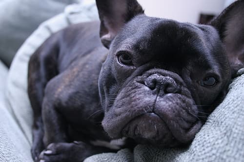 French Bulldog