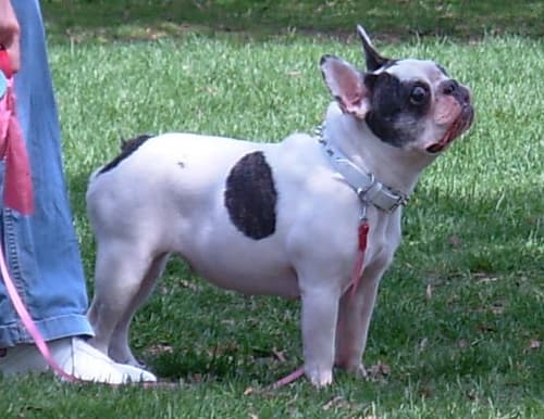 French Bulldog