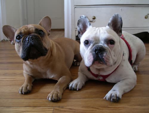 French Bulldog
