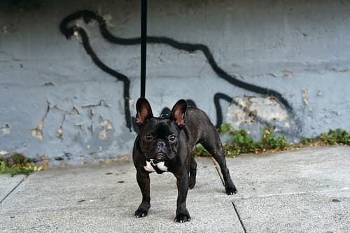 French Bulldog
