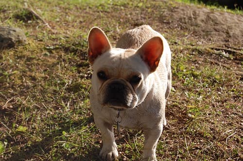 French Bulldog
