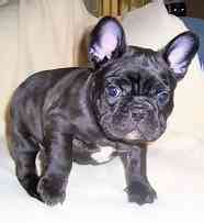 bulldog