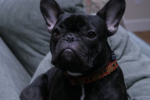 French Bulldog
