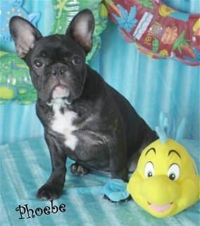French Bulldog