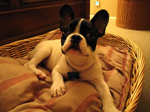 bulldog