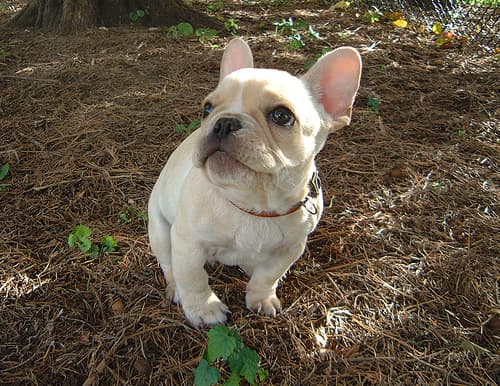 bulldog