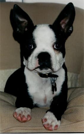 bulldog