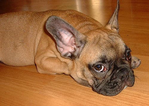 bulldog