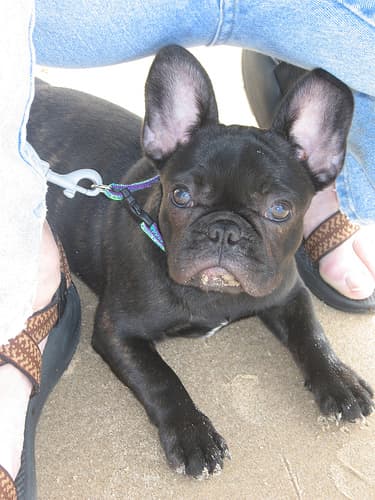 French Bulldog