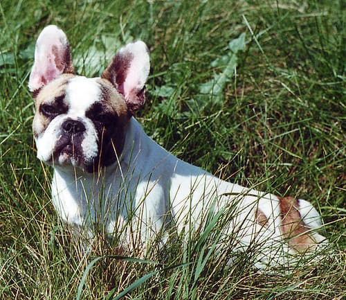 French Bulldog
