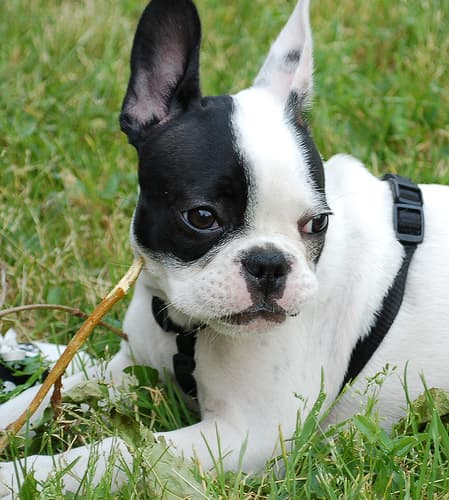 French Bulldog