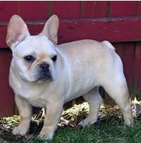 bulldog