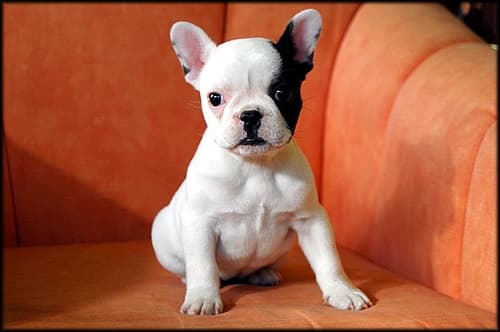 bulldog