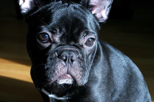 bulldog