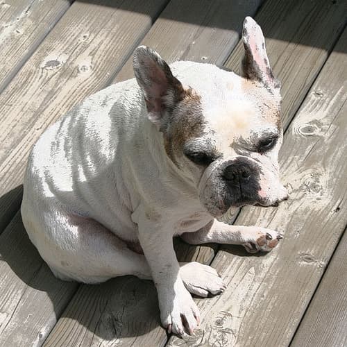 French Bulldog
