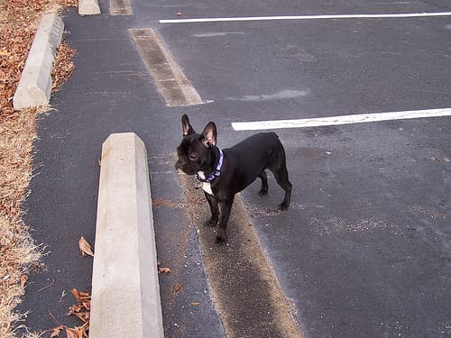 French Bulldog