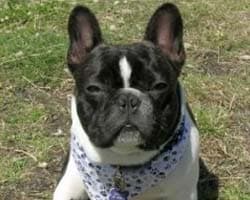 French Bulldog