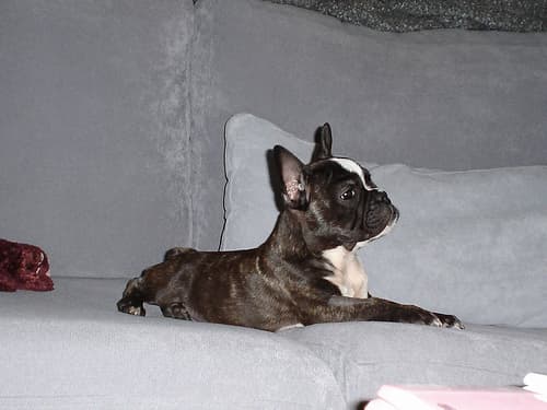 French Bulldog