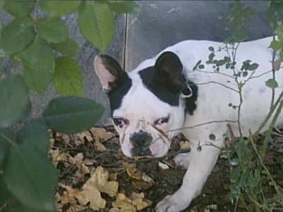 French Bulldog