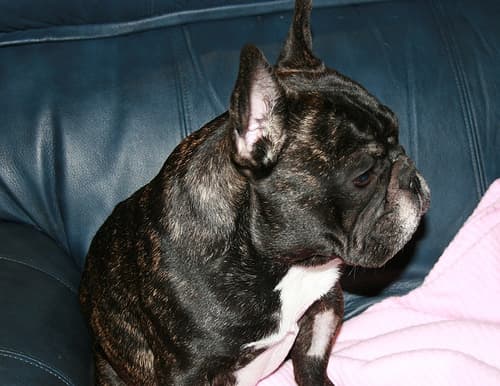 French Bulldog