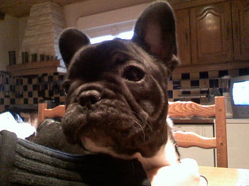 French Bulldog