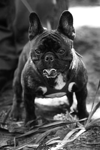 French Bulldog