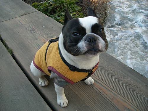 French Bulldog