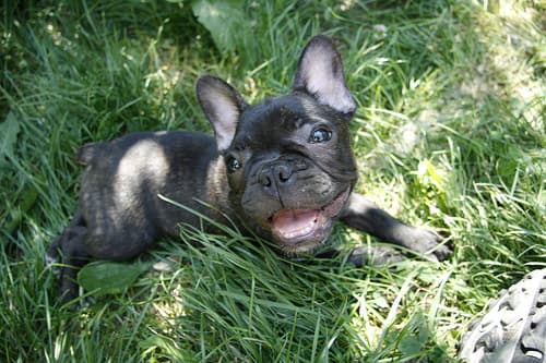 French Bulldog