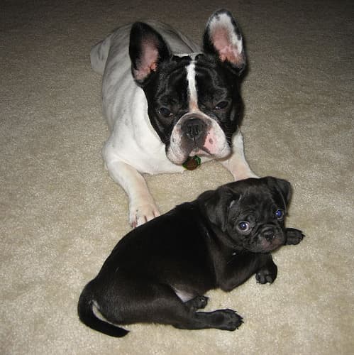 French Bulldog