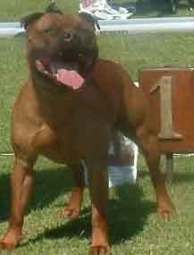 Staffordshire Bull Terrier