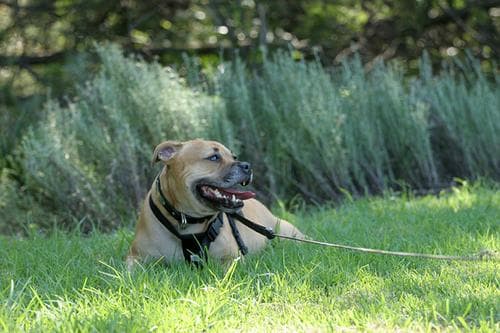Staffordshire Bull Terrier