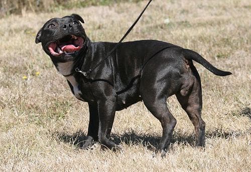 Staffordshire Bull Terrier
