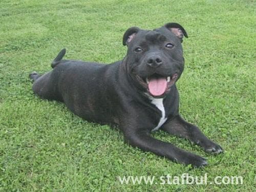 Staffordshire Bull Terrier