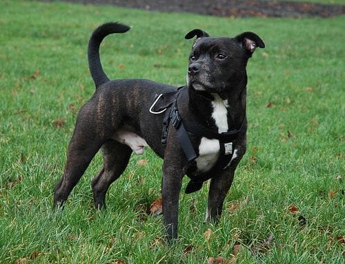 bullterrier