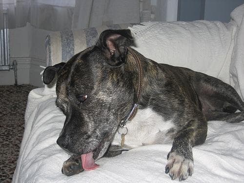 Staffordshire Bull Terrier