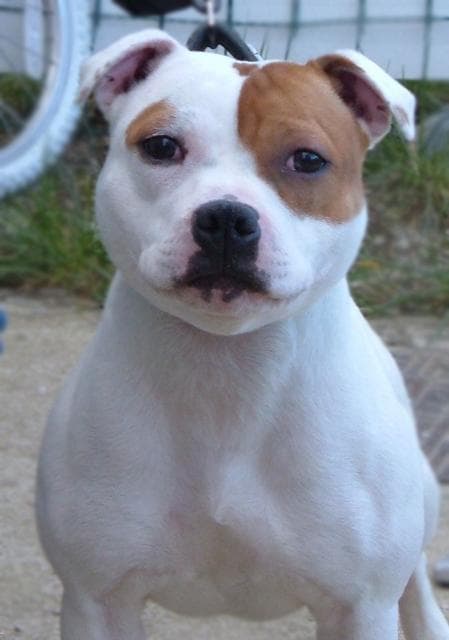 bullterrier
