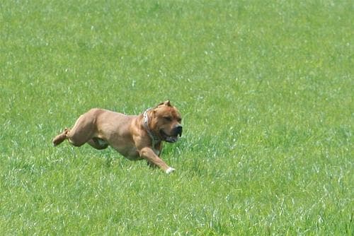 Staffordshire Bull Terrier