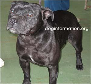 Staffordshire Bull Terrier