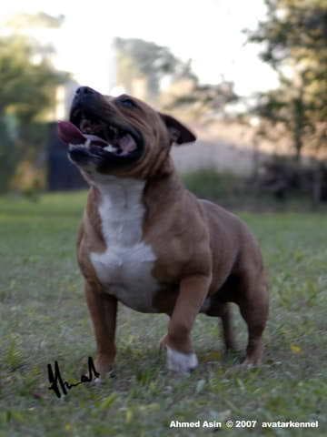 bullterrier