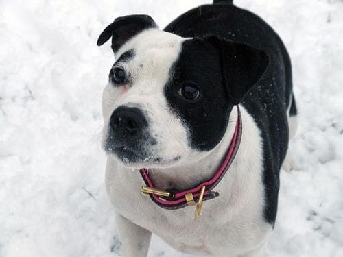 Staffordshire Bull Terrier