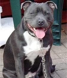 Staffordshire Bull Terrier