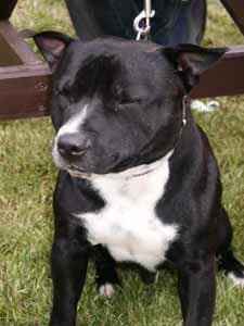 Staffordshire Bull Terrier