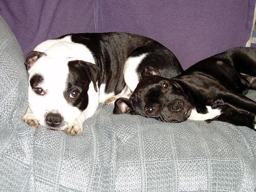 Staffordshire Bull Terrier